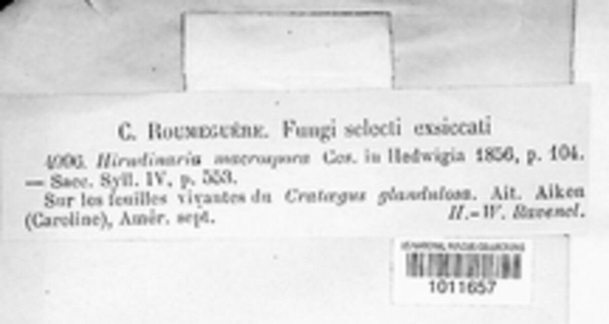 Hirudinaria macrospora image